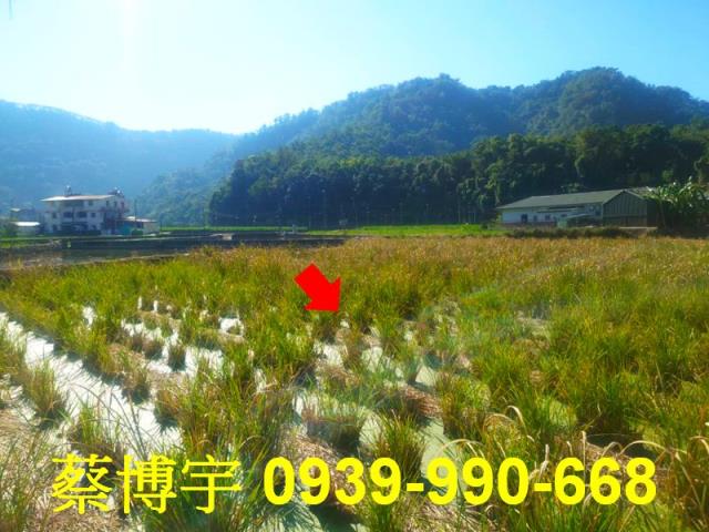 埔里法拍屋珠生路透天