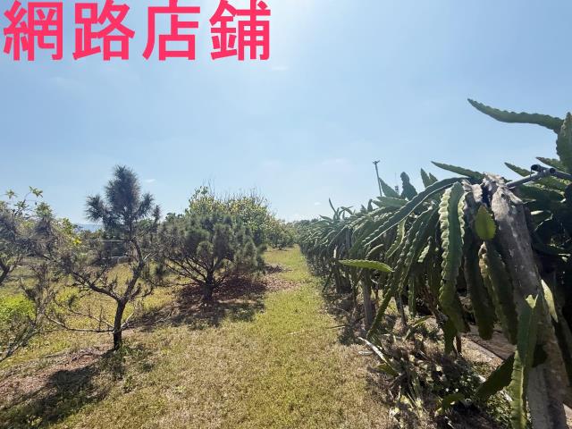 玉井透天-11