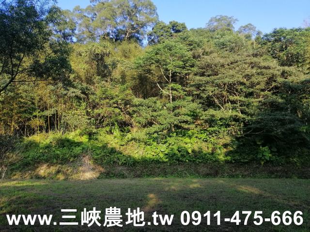 新北三峽農地-10
