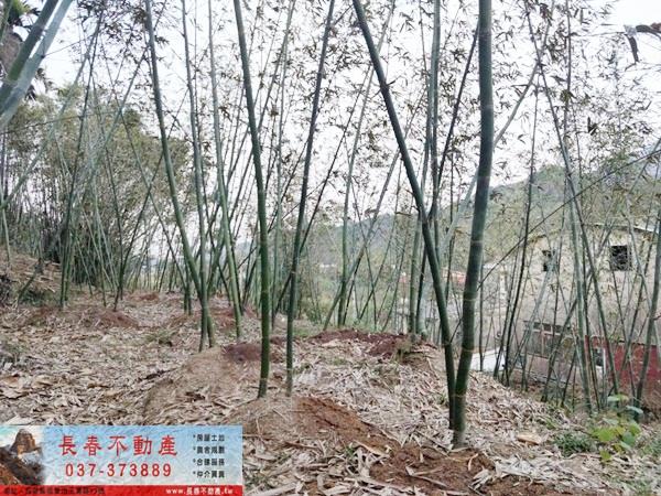 獅潭農地-3