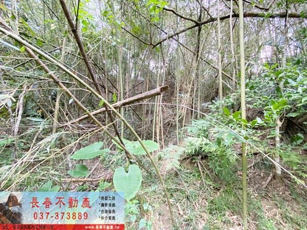 苗栗卓蘭山坡地-7