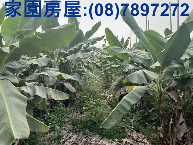 萬丹農地-2