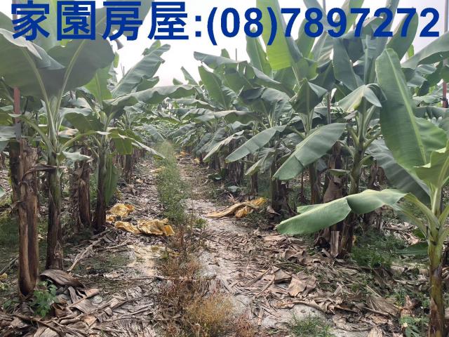 萬丹農地-1