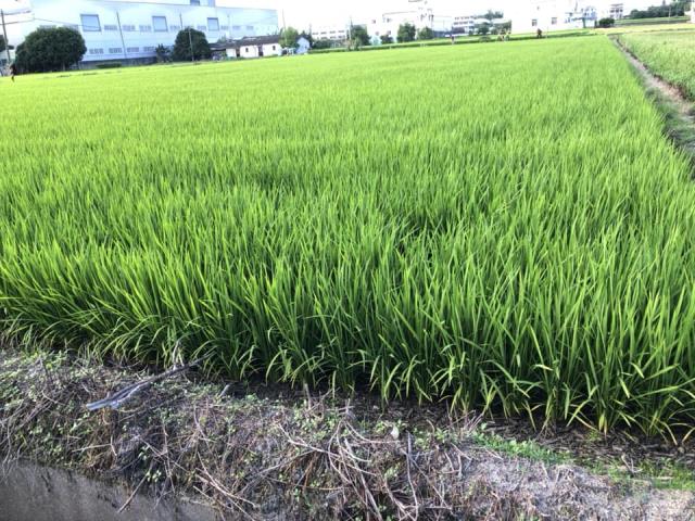 台中農地-1