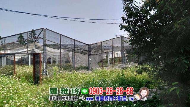 桃園農地-8