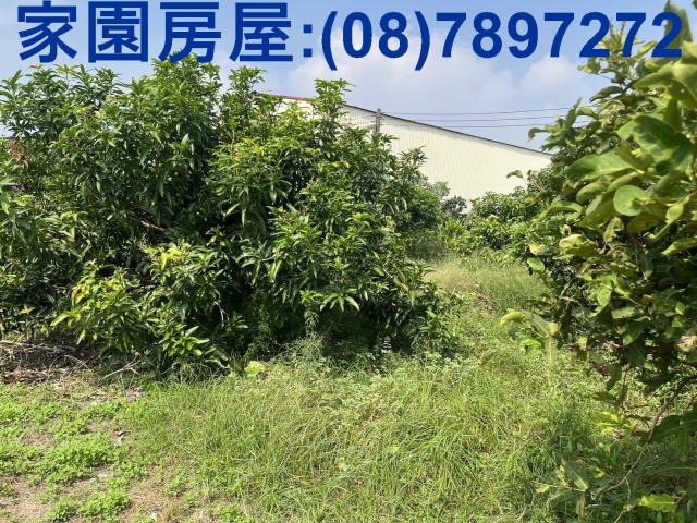 萬丹農地-1