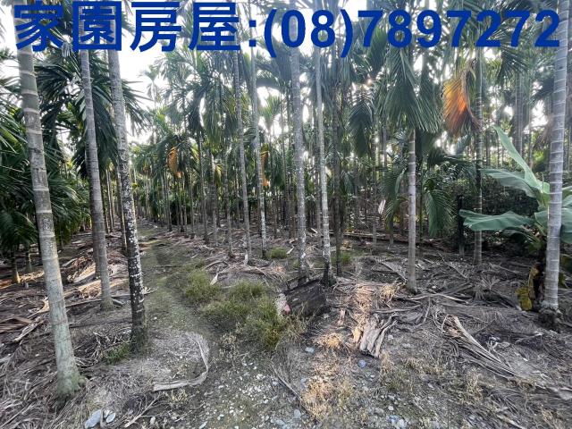 竹田農地-2