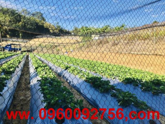 大湖農地-4