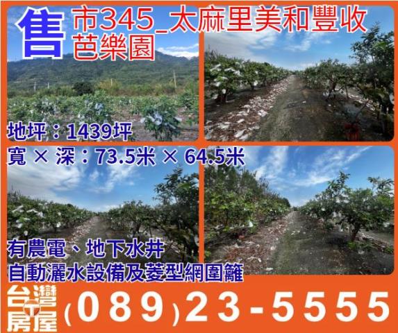 太麻里美和豐收芭樂園