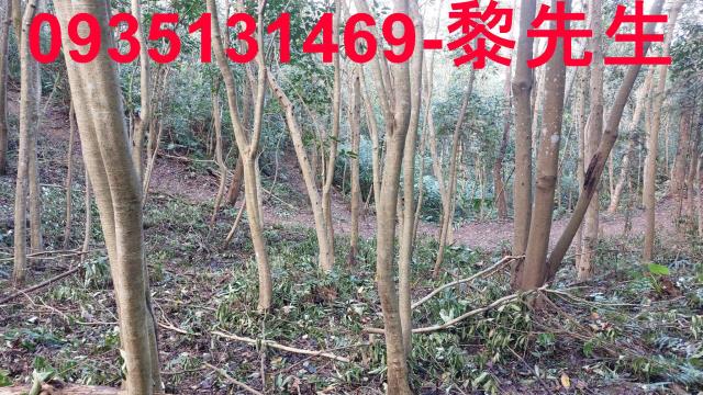 三灣農地-14
