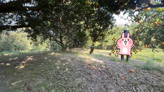 新竹北埔農地-9