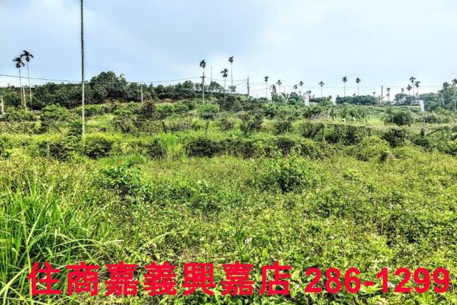 竹崎農地-8