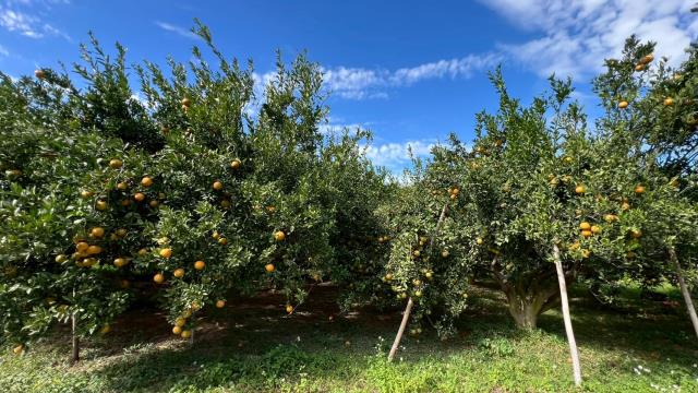 新竹峨眉農地-1