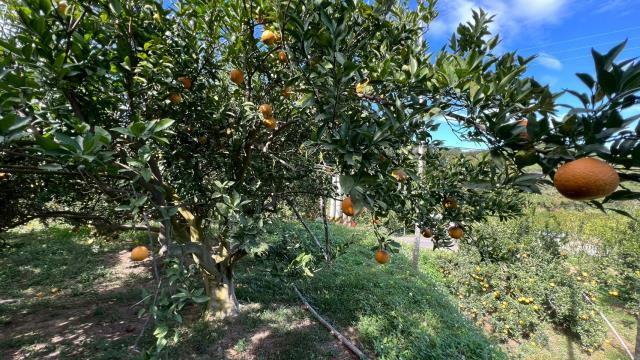 新竹峨眉農地-7