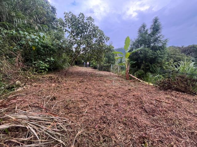 台中太平山坡地-8