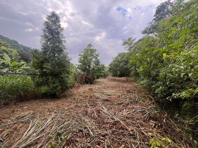 台中太平山坡地-9