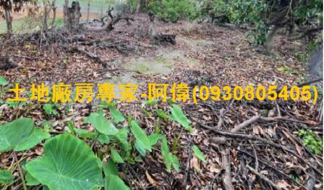 大寮農地-1
