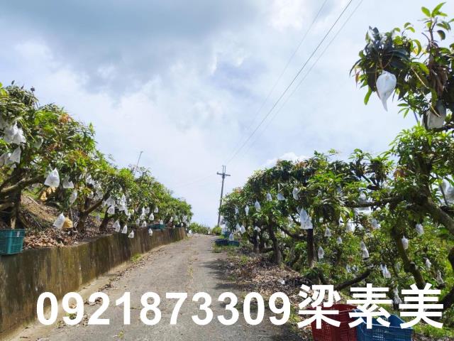玉井農地-8