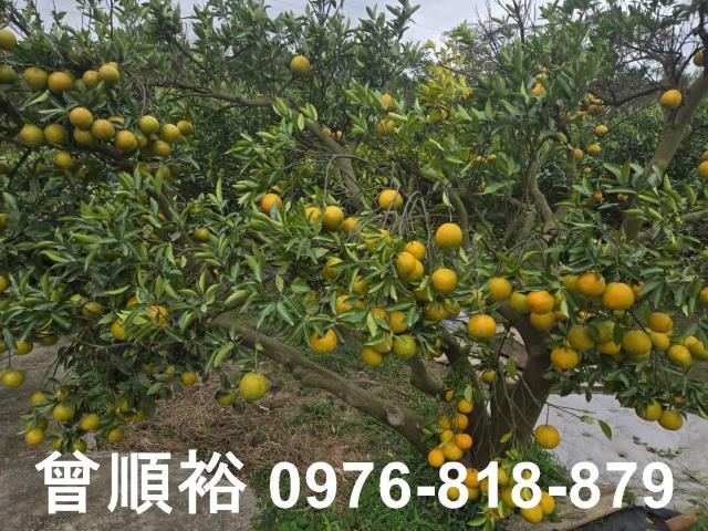 新竹峨眉農地-3