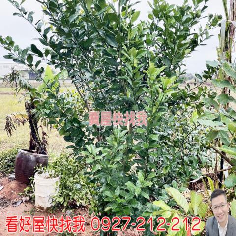 桃園新屋農地-9