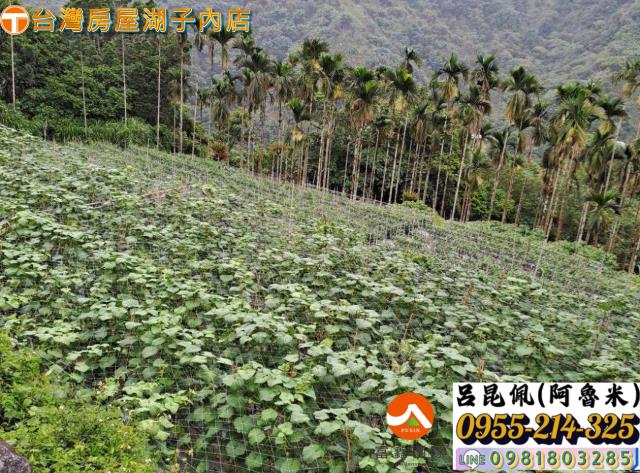 嘉義農地-7