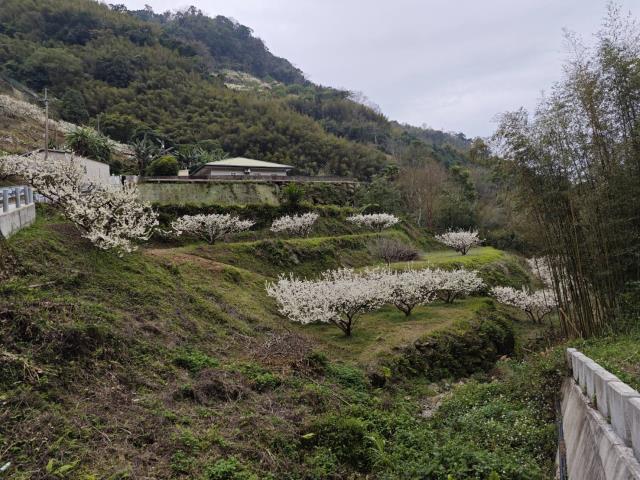 苗栗泰安農地-1