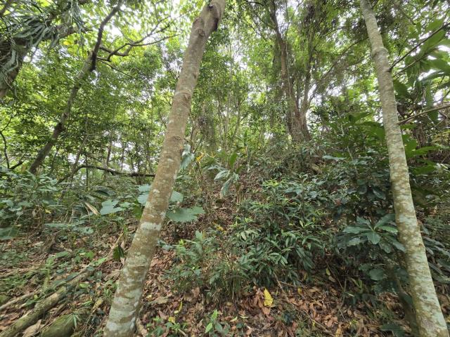 竹崎農地-3