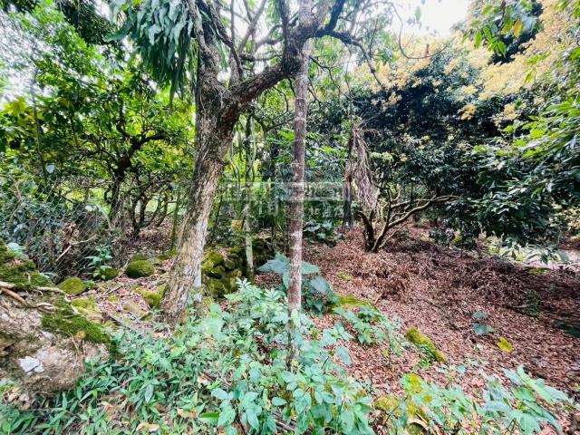 竹崎農地-6