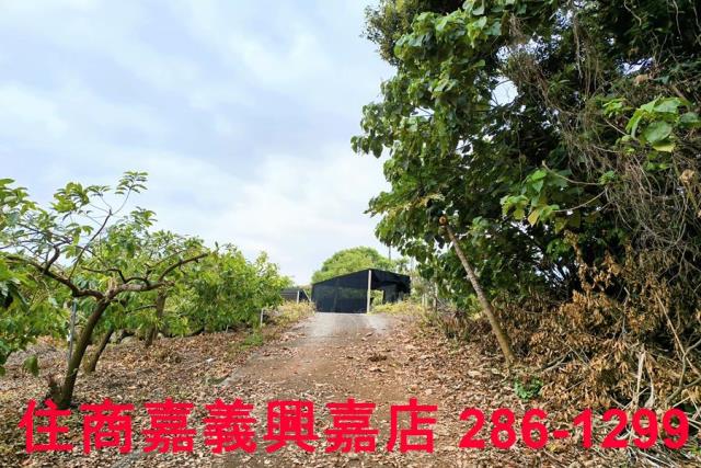 嘉義農地-6