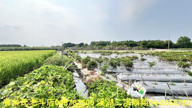 溪州農地-4
