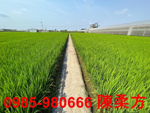 水上農地-6