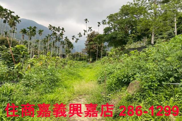 嘉義農地-4