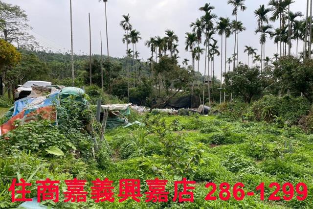 嘉義農地-6