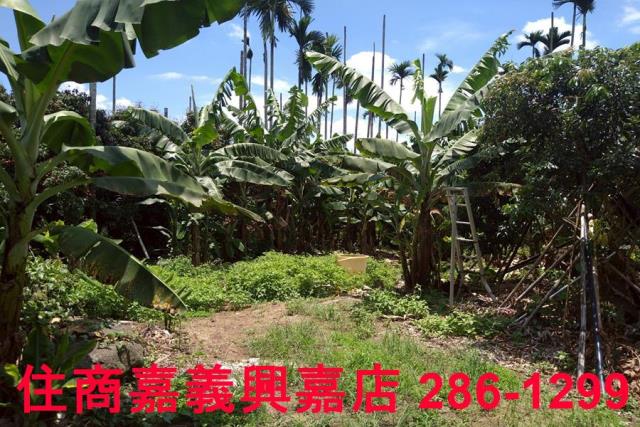 嘉義番路農地-5