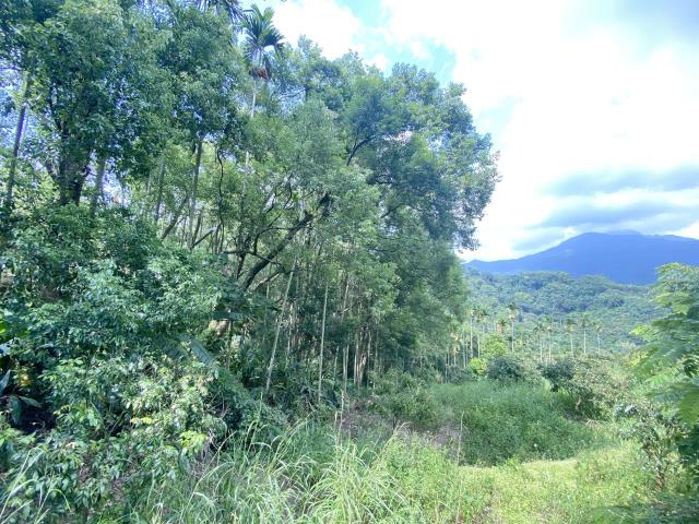 集集農地-2