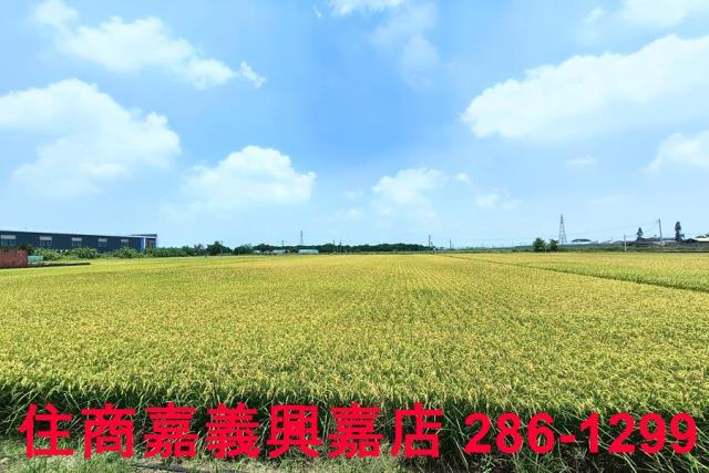 嘉義新港農地-5