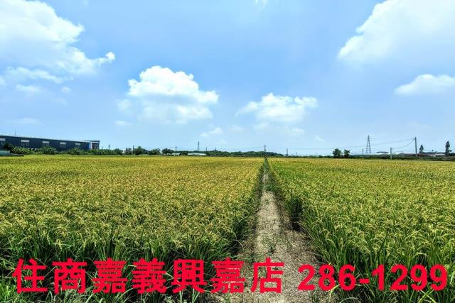 嘉義新港農地-6