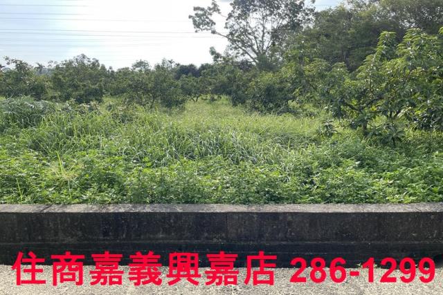 竹崎農地-10