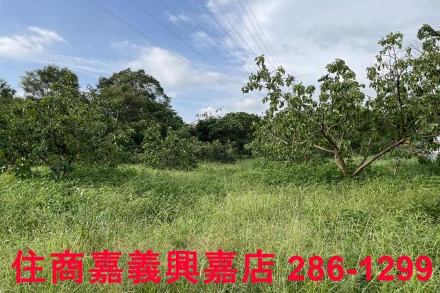 竹崎農地-5