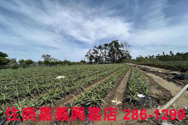 中埔農地-11