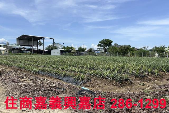 中埔農地-7
