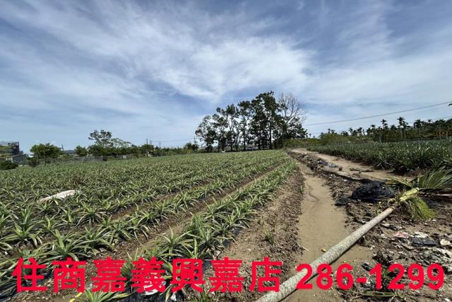 中埔農地-8