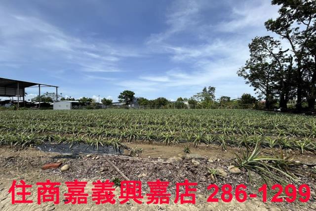 中埔農地-9