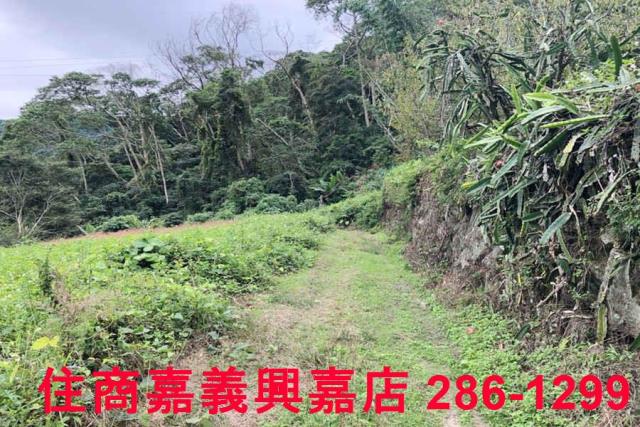 嘉義梅山農地-9