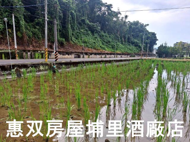 南投埔里農地-4