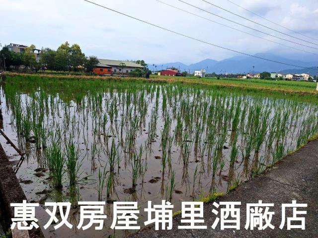 南投埔里農地-6