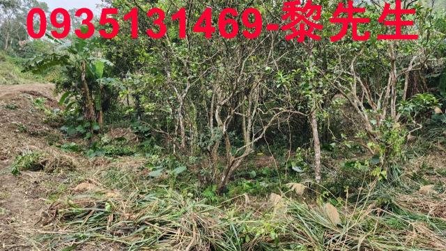 新竹竹東農地-4