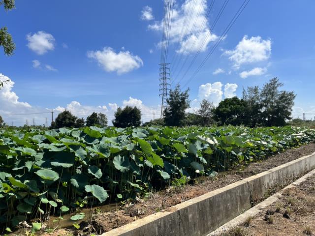 觀音農地-3