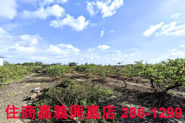 嘉義水上農地-4
