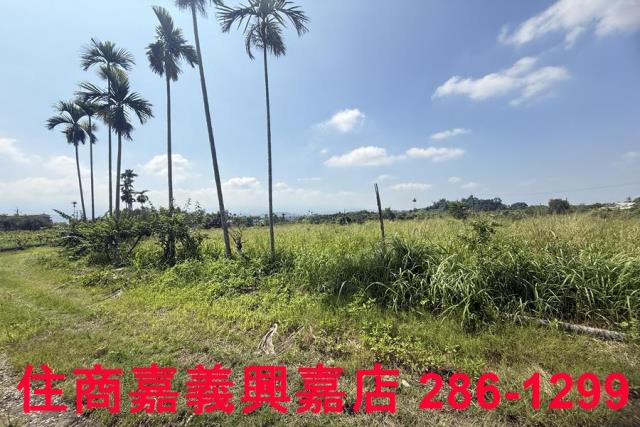 中埔農地-10
